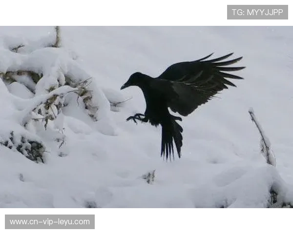 乌鸦那场真漂亮，攻防一体的范本，乌鸦salt